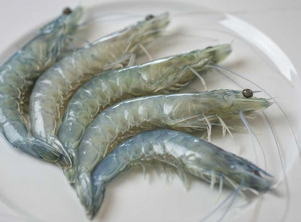 shrimps_white_tiger